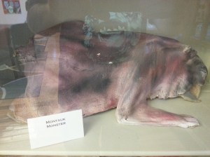 I don't know, this doesn't look like a raccoon to me 